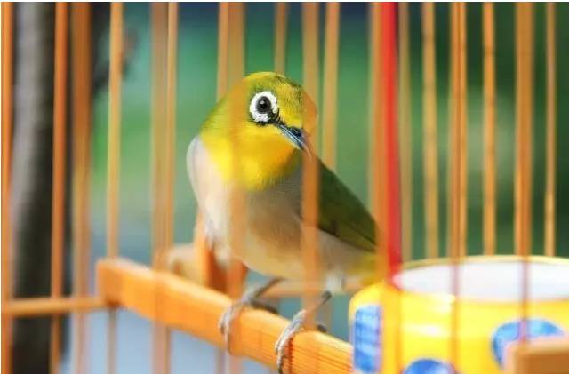 笼中的绣眼鸟