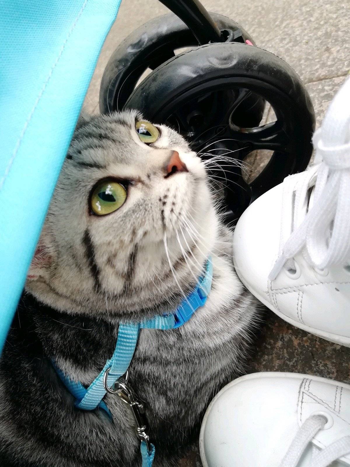 带灰太狼和桃桃逛公园