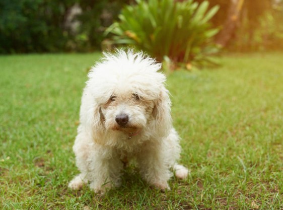 狗狗为什么会蹭屁股?原因有三千万别忽视