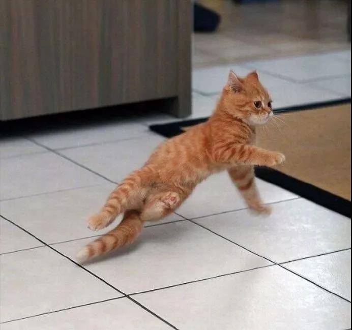 逗猫棒就像一把神奇的钥匙,总能帮你解锁猫咪的新舞姿……