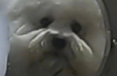 主人给狗狗洗澡时,给它弄了个超大型的狗头造型设计,狗:我头变变大?