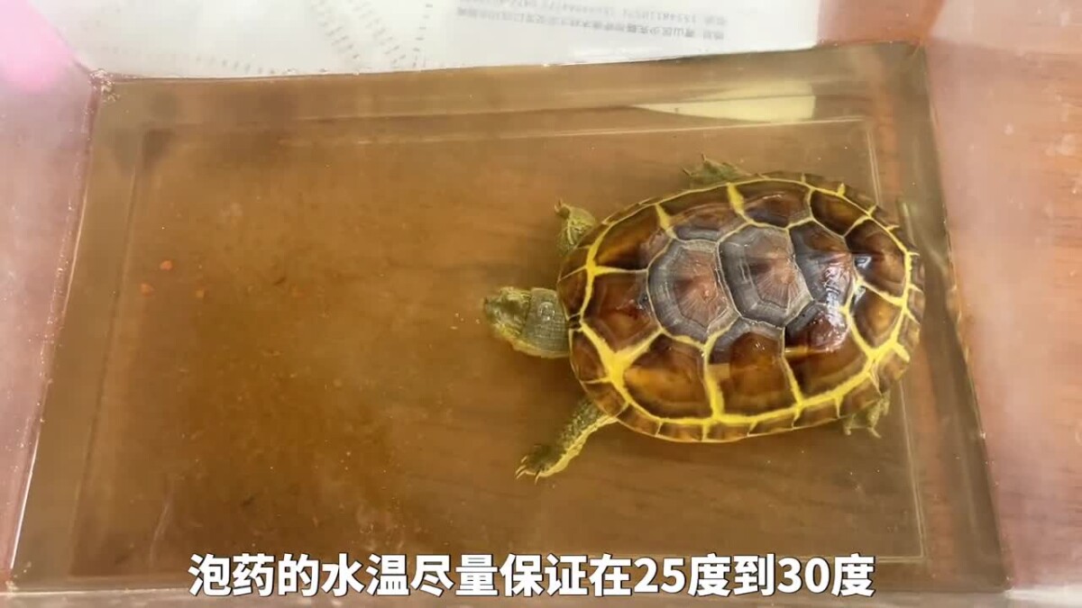 乌龟腐皮腐甲原因，及处理方法！