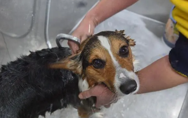 你们说,狗通用的宠物沐浴露好不好?