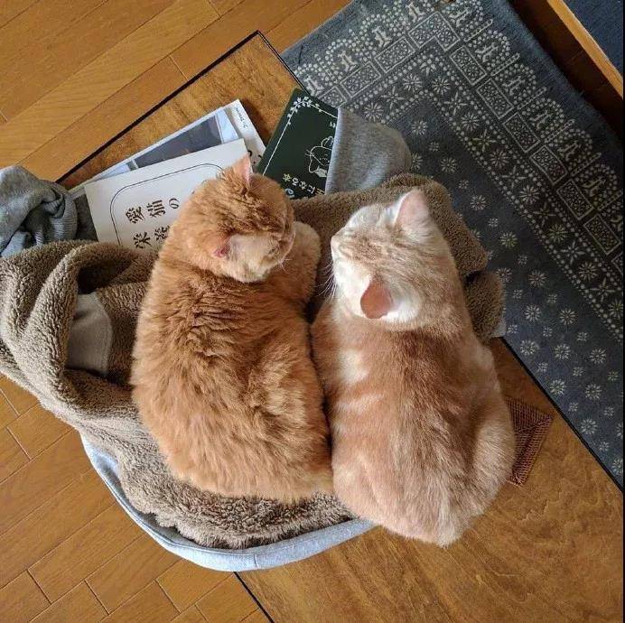 这么萌的小猫图片你见过吗?小猫PP对着你就像香酥软糯,入口即化。