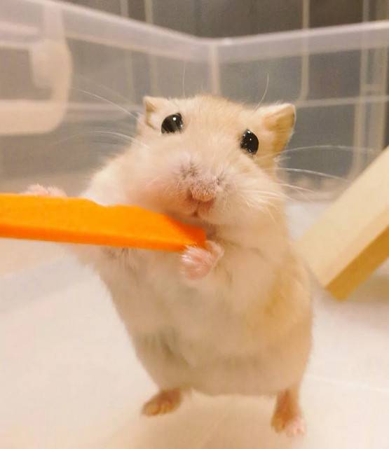 仓鼠弱小，无助，但能吃~