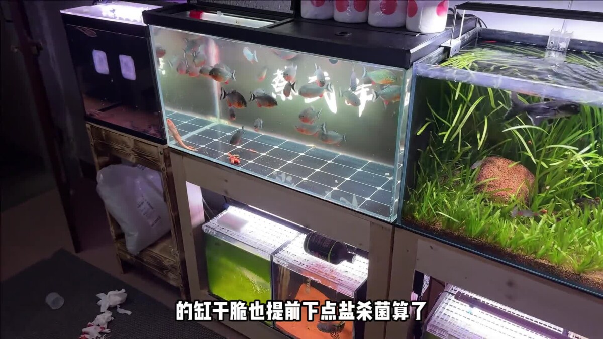 观赏鱼的绝症胡椒病：我的牙鱼“大牙”能否幸存？