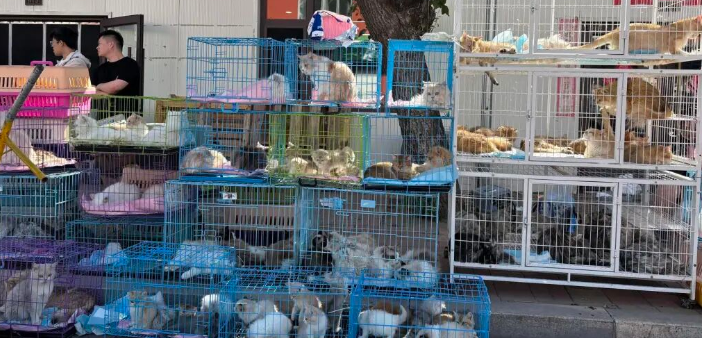 “星期宠”传言下的辽宁宠物市场:有商家人为致动物变形