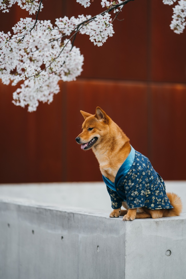 秋田犬狗狗图片