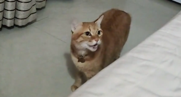 男子去女友家,抢了猫咪的位置,猫咪对着他哈气