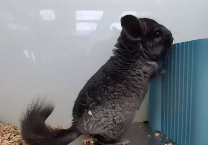纯黑龙猫Homozygous Ebony Chinchilla,带有两对黑色对偶基因的龙猫被称为Homozygous Ebony(纯黑色),它们完全不带其它颜色的杂毛,黑到连眼睛都找不到在哪里,而毛质有明显的闪亮的光泽。纯黑色比全黑色珍贵很多,而Charoal则是另一纯黑的称呼,解作黑炭色,同是很黑的龙猫的名称,和纯黑相似,但明显分别是黑炭的毛没有明显的闪亮的光泽。