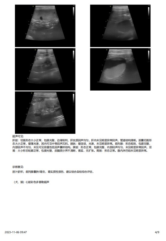 一例犬睾丸肿瘤的诊断与治疗