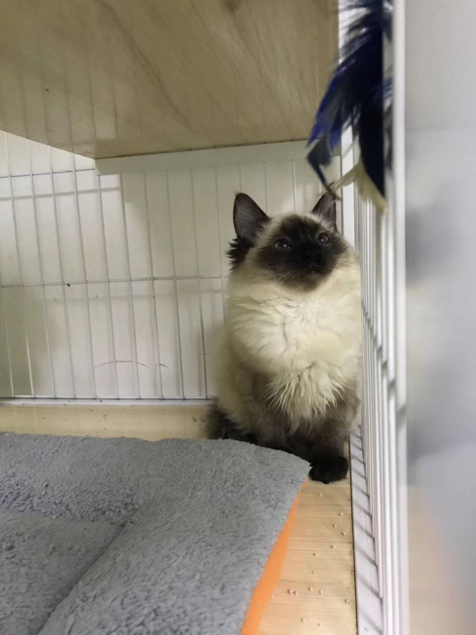 温柔可爱的布偶猫,你可喜欢吗