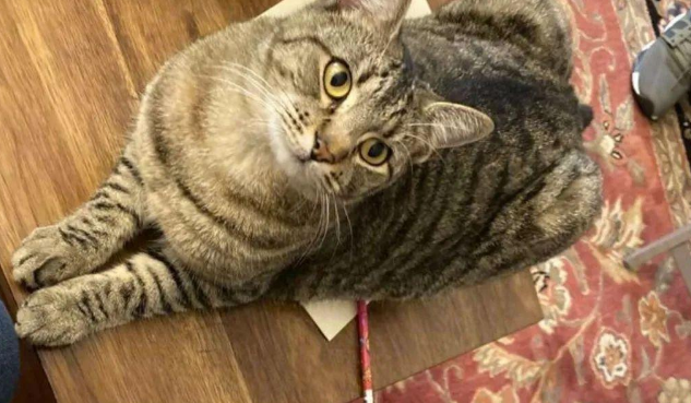 猫咪偶然在地上捡到零食后，每天都在原地蹲守