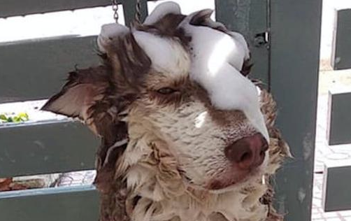 主人家给阿拉斯加洗澡,它一脸忧怨表情:铲屎的,夜里我要拆家!