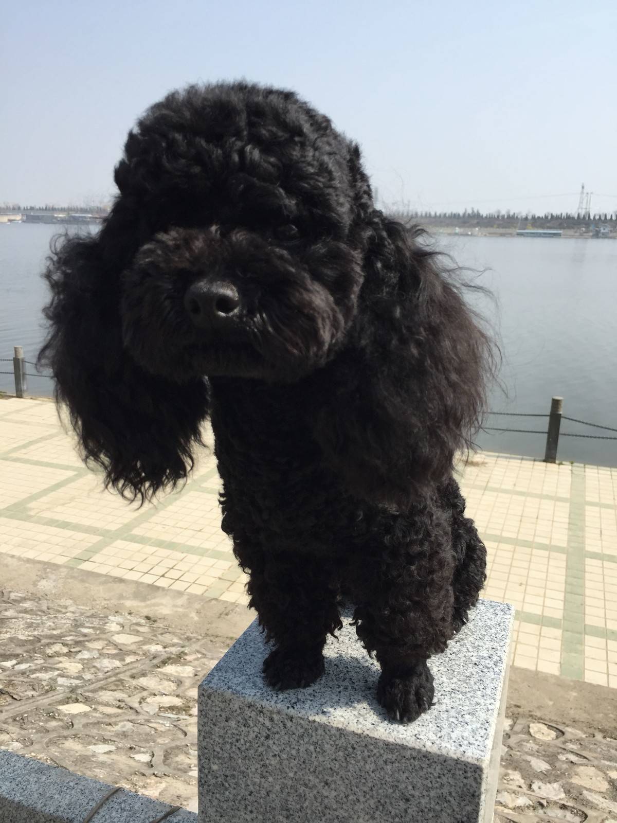 泰迪 阳光明媚,和麻麻出来晒太阳啦