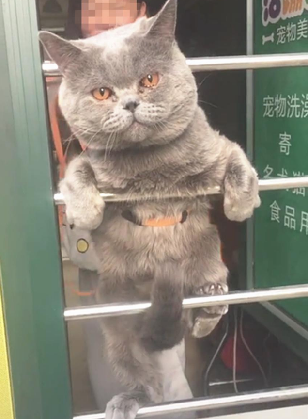 一只逃跑被抓回来洗澡的猫:我和我最后的倔强,握紧爪子绝对不放