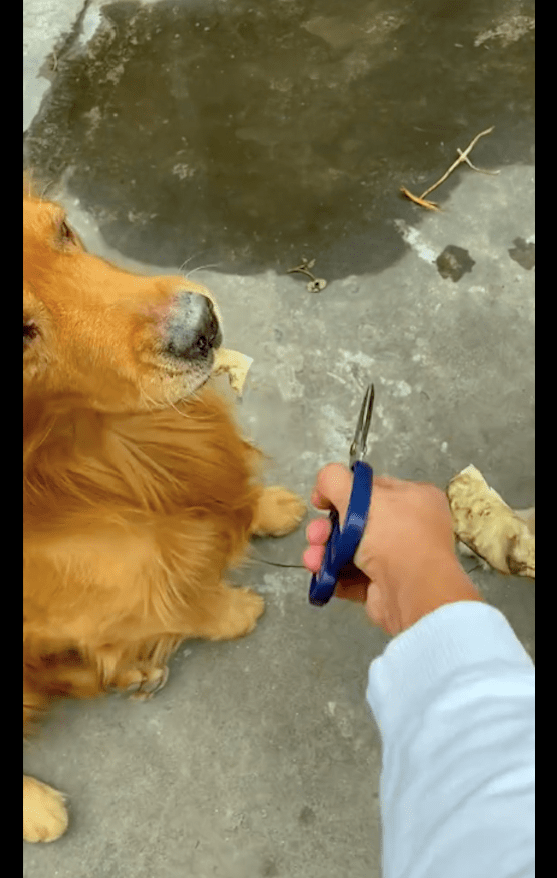 主人没平均分零食给狗,结果其中一只狗跑去上吊:让你愧疚一辈子