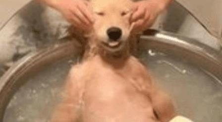 金毛享受按摩, 不给按摩就不洗澡, 主人也无可奈何!