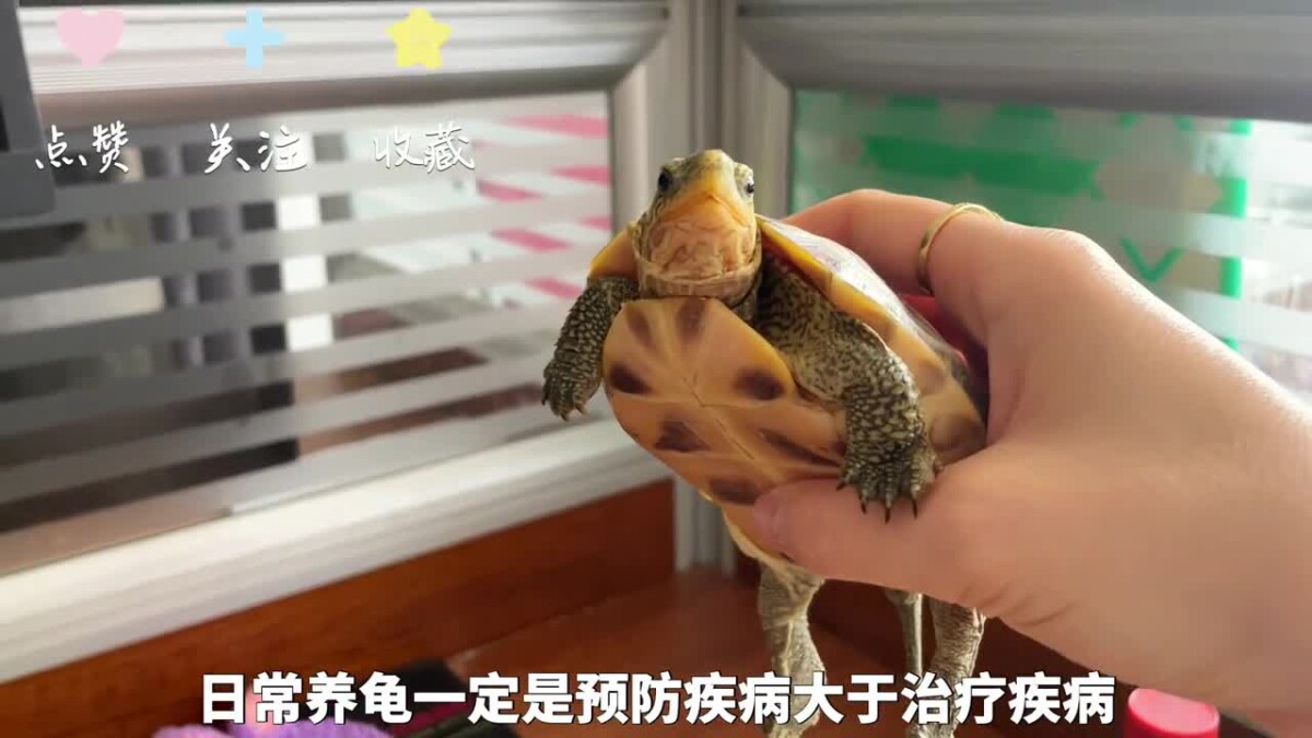 乌龟腐皮腐甲原因，及处理方法！