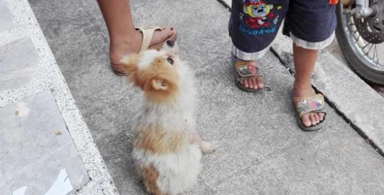 心疼流浪狗挨饿，暖心男孩把零食分享给狗狗，因为它是自己的朋友