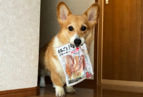 柯基把藏的零食叼了出来,可怜楚楚地看着主人:咱各一半行不?