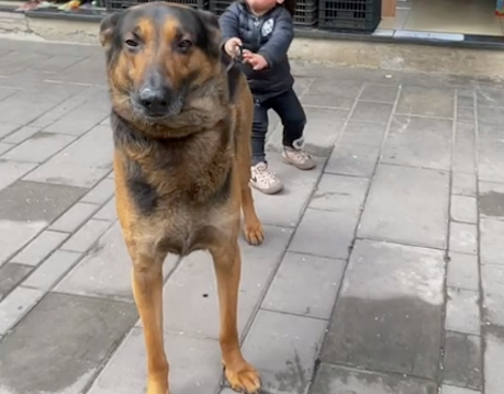 女儿想进超市买零食，非要拉着狗进去帮她付钱，狗：当时尴尬极了