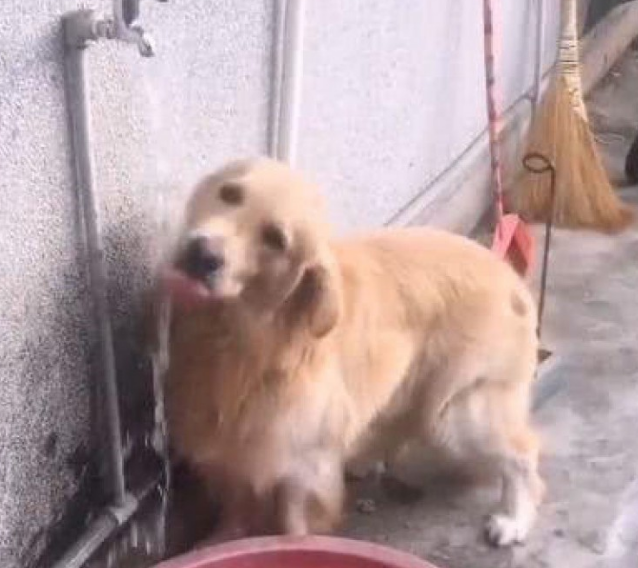主人懒惰不愿帮金毛洗澡,洗澡亲身叼来洗澡盆,主人表明很惭愧