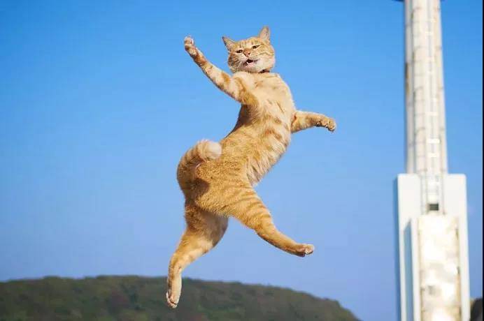 逗猫棒就像一把神奇的钥匙,总能帮你解锁猫咪的新舞姿……