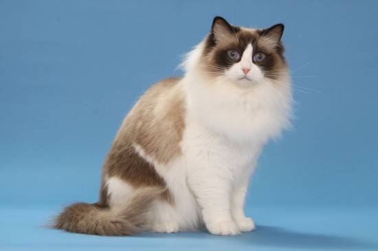 布偶猫秒杀一切的萌物~