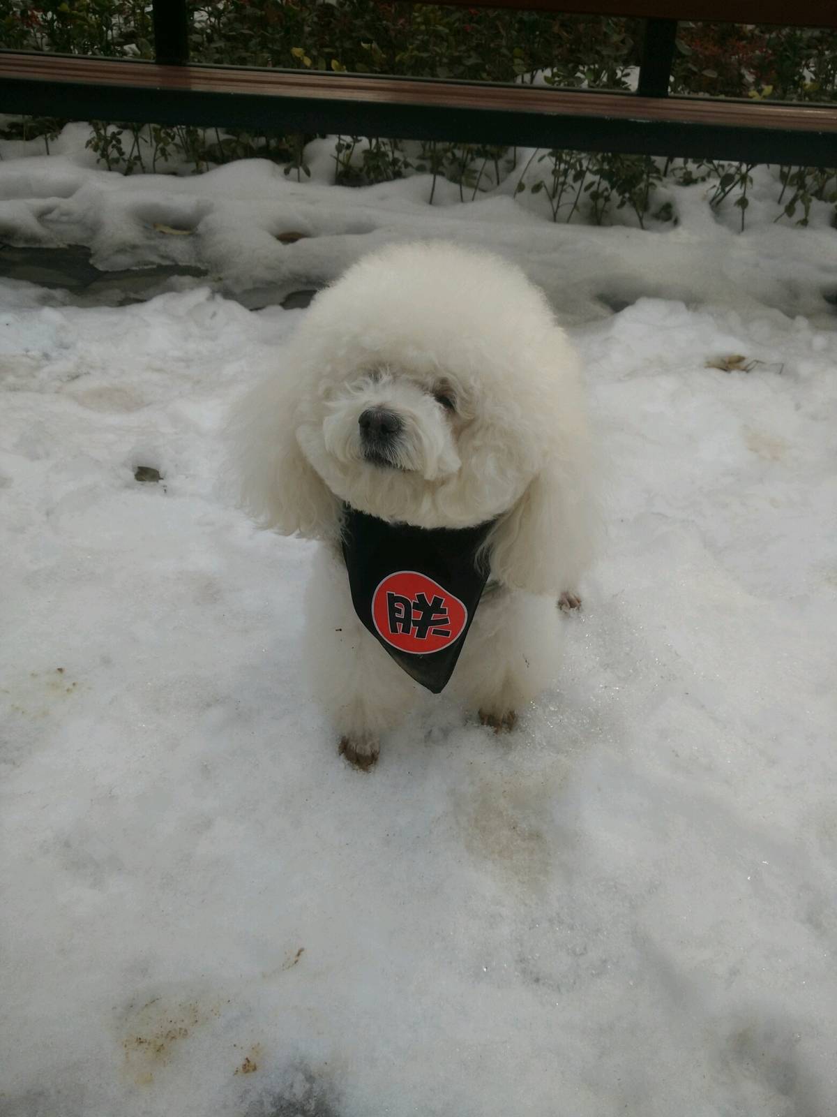 啦啦过完年就7周岁了,却是在今年第一次见识这么大的雪,嬉闹,玩耍,扮酷,耍帅,都会变成啦啦所怀念的事情。