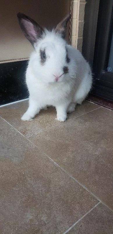 每天捏捏摸摸兔兔，不知不觉就大了