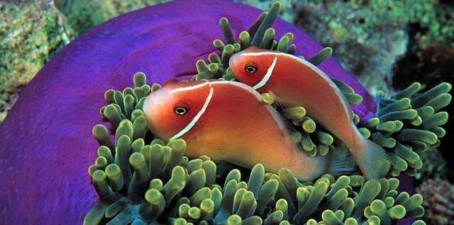 养鱼三板斧：升温对鱼有什么好处？