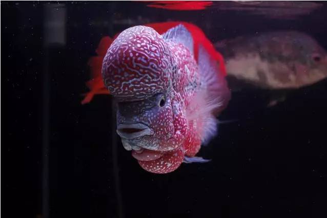 鱼友分享极品的金花罗汉鱼图