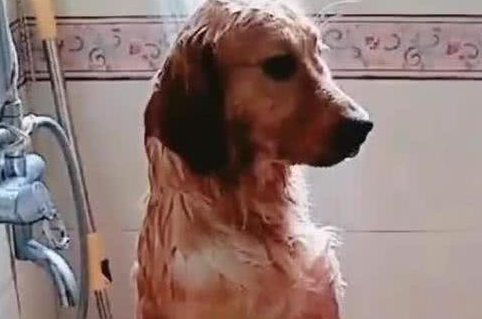 给金毛洗澡时出来接了个电話,回家后见到这一幕立即笑哭?