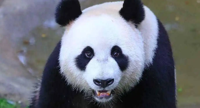 大熊猫“芊金”诞下龙凤胎 系上海首对“子二代”