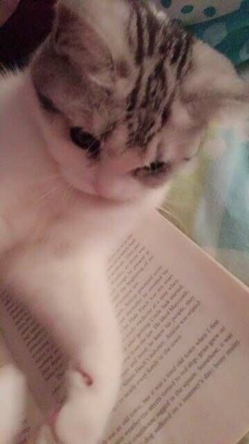 二月......小仙猫来报道啦…………