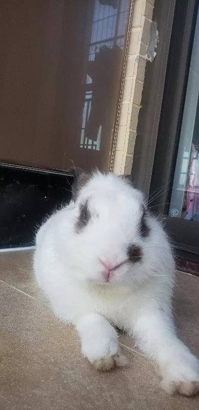 每天捏捏摸摸兔兔，不知不觉就大了