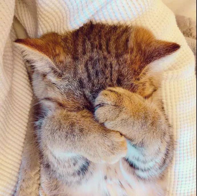 从来没有见过这么诱惑的猫脚,下一秒就想吃掉....小猫的肉垫肉肉的萌萌的,一般人都会有忍不住想摸的冲动,但是,这可不是什么人都可以摸的。