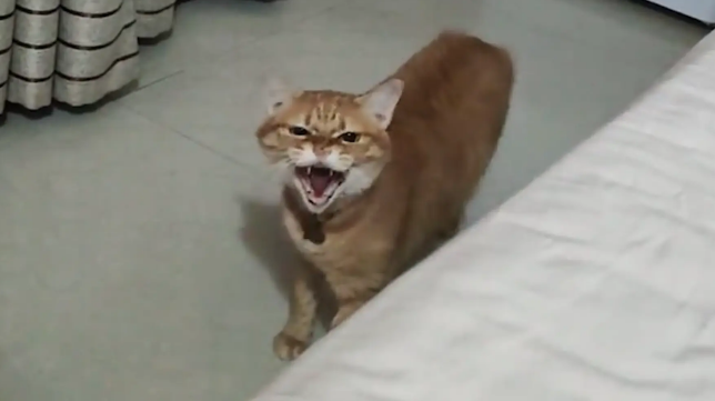 男子去女友家,抢了猫咪的位置,猫咪对着他哈气