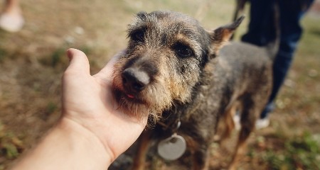 宠物发烧的 5 大常见原因