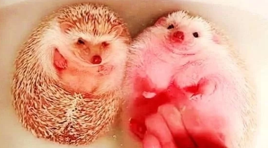 女子在厨房做饭,让男友给自家宠物洗澡,半小时后去看,几分熟了