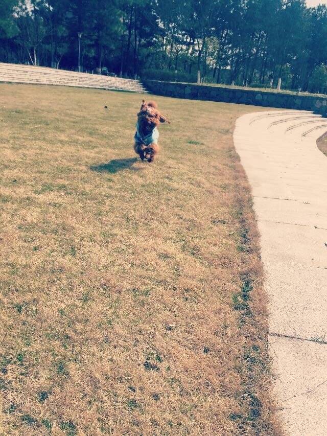 飞跑得像只兔子,自由自在的飞奔在草地上,多开心呀!伙伴们也一起来吧,运动起来身体健康哦!