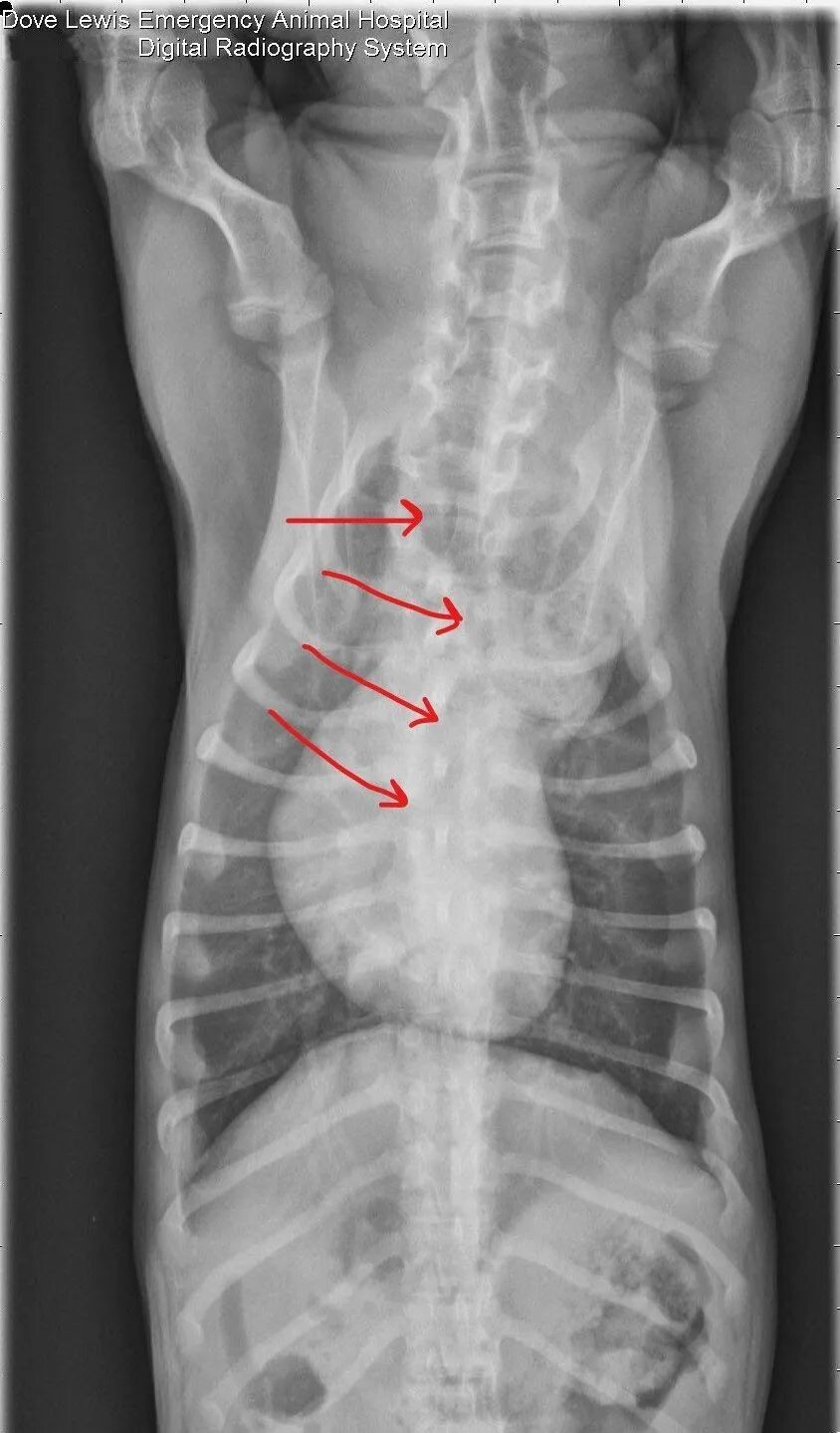 腊肠犬病例分析:诊断血管环畸形的关键步骤