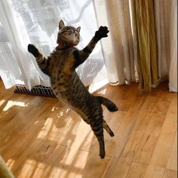 逗猫棒就像一把神奇的钥匙,总能帮你解锁猫咪的新舞姿……