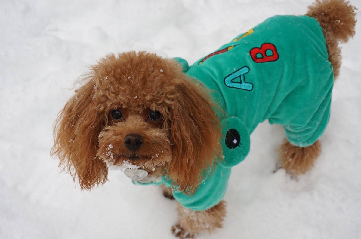 我的泰迪呱呱他进化了,头上有超清晰的雪花哟~