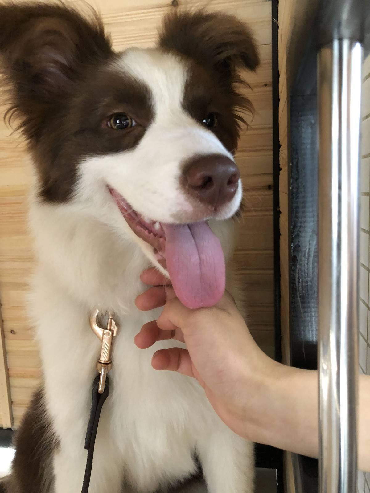 (边境牧羊犬表情包)新的狗屋好漂亮,但是娜娜不喜欢被关起来,还是爱睡客厅正中间