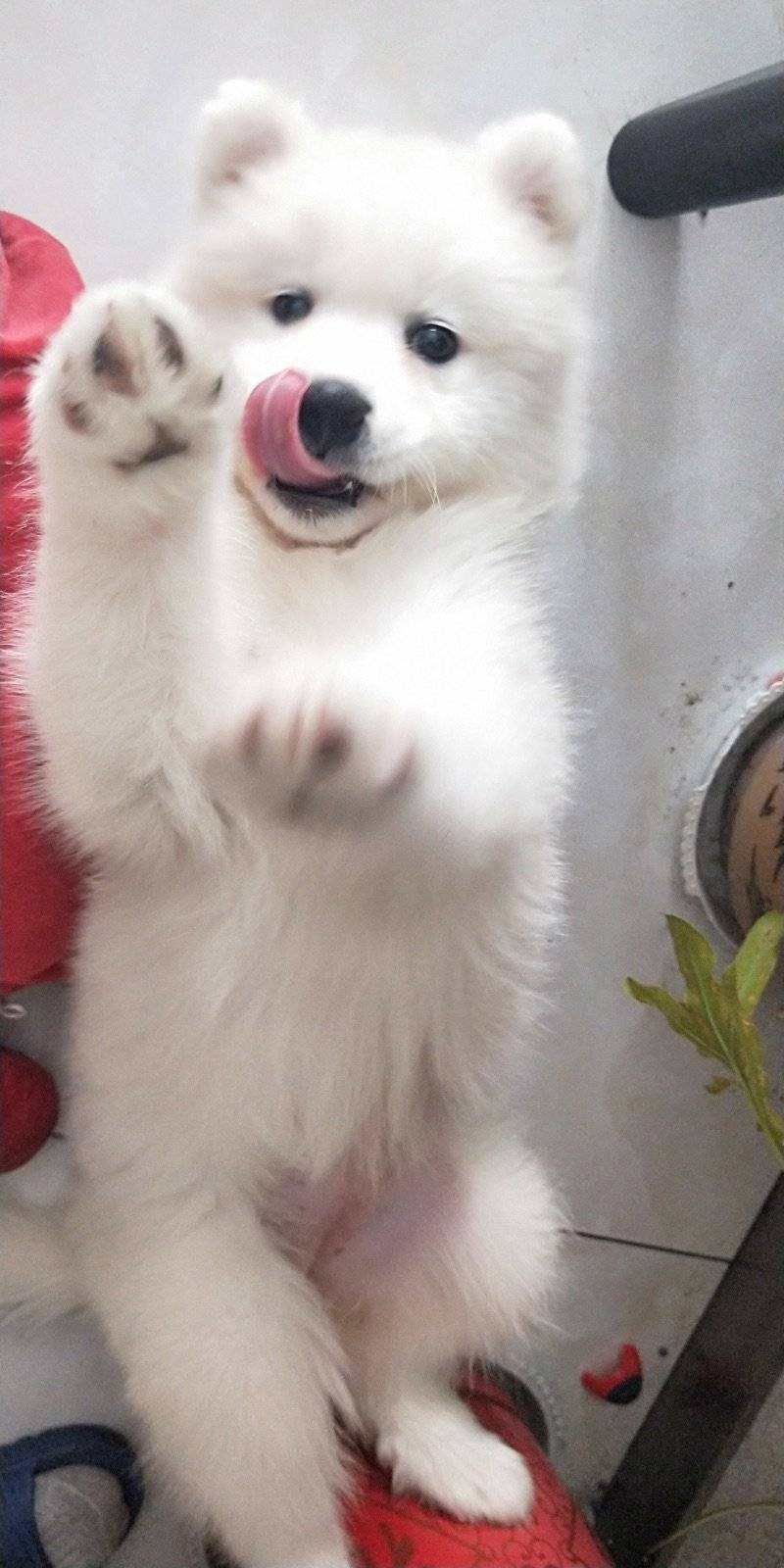 我家狗狗两个月大了