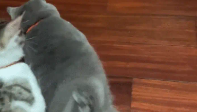 男子把猫咪放碗里转圈,猫咪走路晕头转向