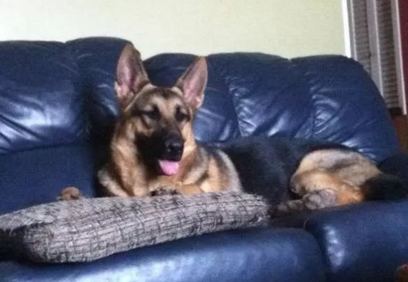 邮差送信时总会给狗狗带零食,然后他收到一封特殊的信件…