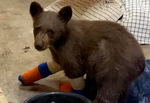 摄像机在野外拍到一头熊，它竟然正在……给自己的玩具熊洗澡！